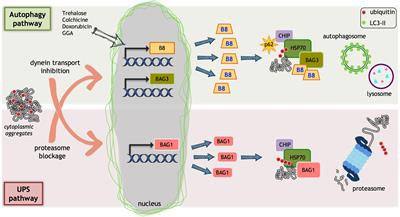 The Regulation of the Small Heat Shock Protein B8 in Misfolding Protein Diseases Causing Motoneuronal and Muscle Cell Death